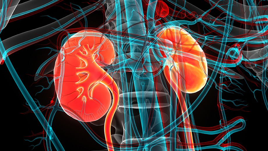 3D illustration of the kidneys with semi-transparent skeletal and vascular structures surrounding them.