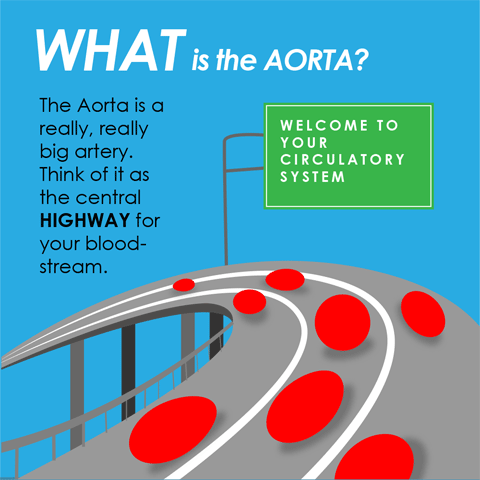 WHAT is the AORTA?