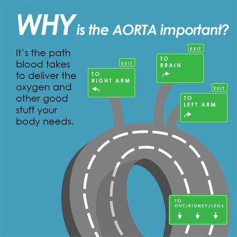Why is the AORTA Important?