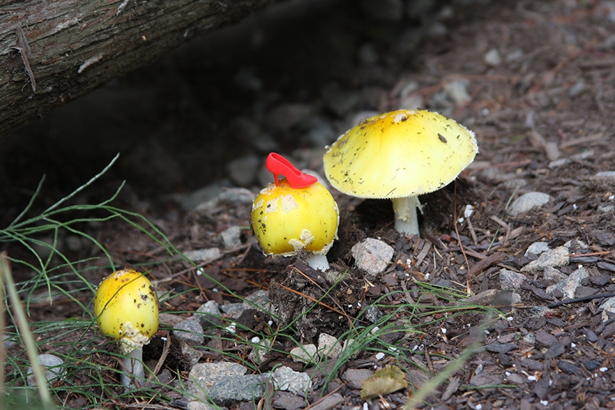 Photography: Shoe Yellow Mushroom