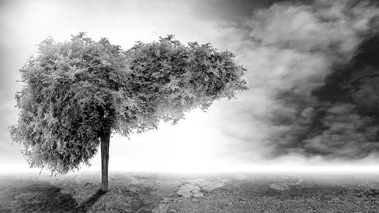 Black and white image of clouds and a tree which resembles the shape of a human liver.