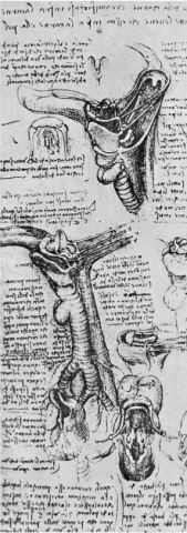 Da Vinci's Depiction of the Thyroid