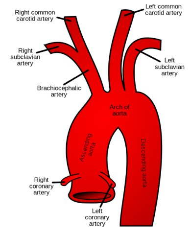 A view of the aorta