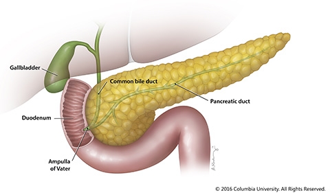 The pancreas, gallbladder and duodenum